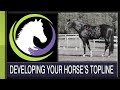 Developing Your Horse's Topline: The Role of Nutrition