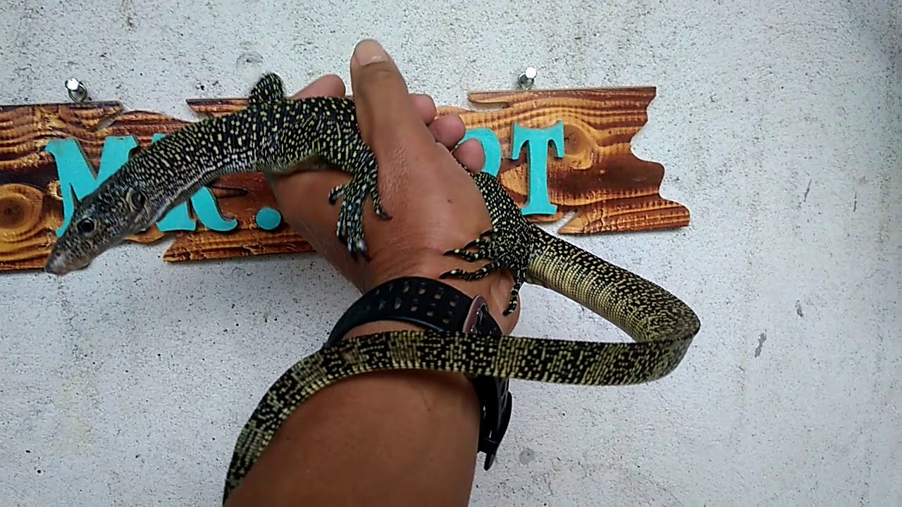 camera iphone 8 plus apk Varanus Indicus (Mangrove Monitor)