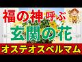 【玄関で幸せ呼ぶ花】オステオスペルマムを風水アドバイザーが解説
