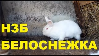 Итоги Конкурса "Имя для кролика" Итоги Конкурса "Имя для кролика"