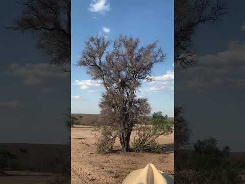 Leopard Catches Monkey Mid-air!