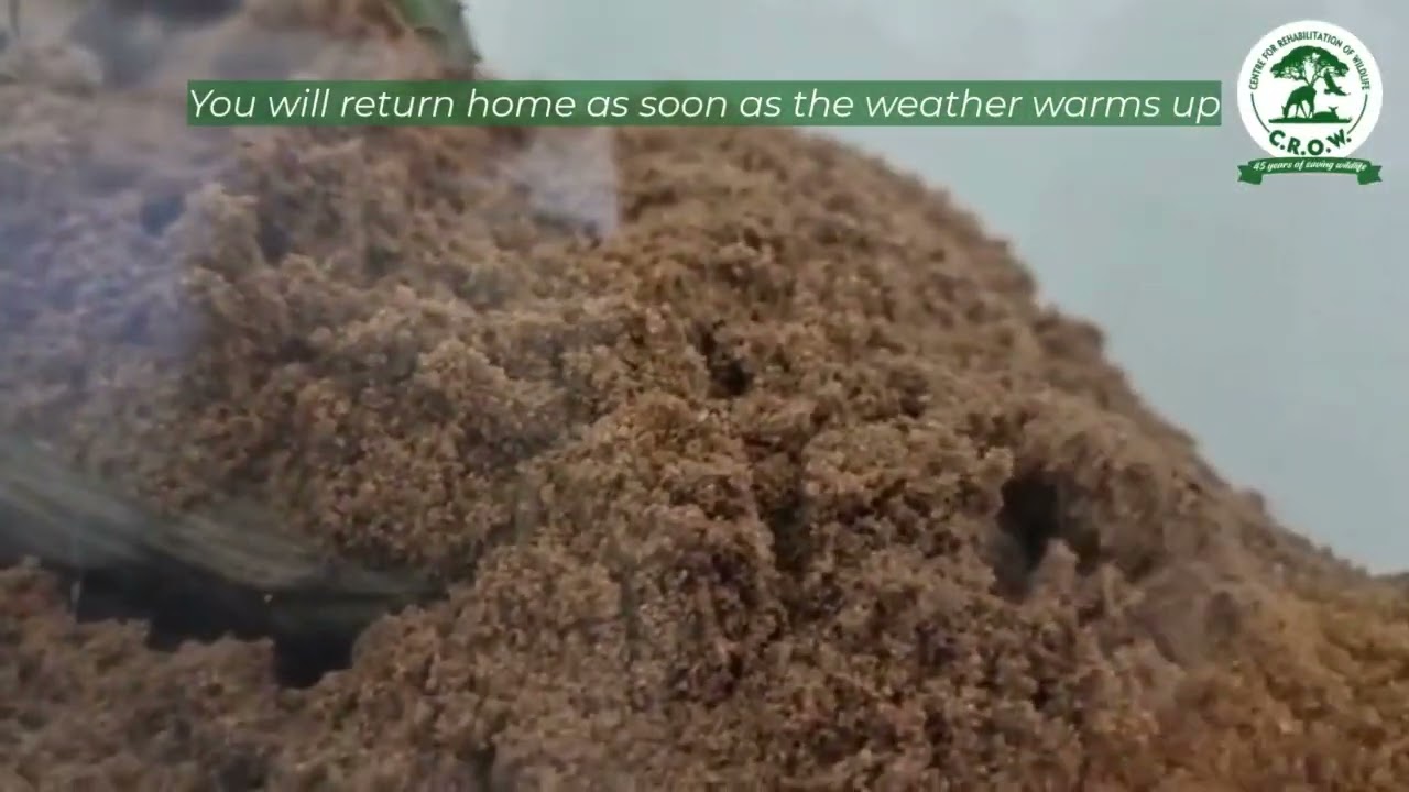 Rescued Golden Mole Takes a Cozy Break Before Returning to the Wild | Molevern's Story at CROW