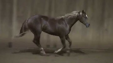 Off Whiz A Spook NRHA Select Yearling Sale 2015