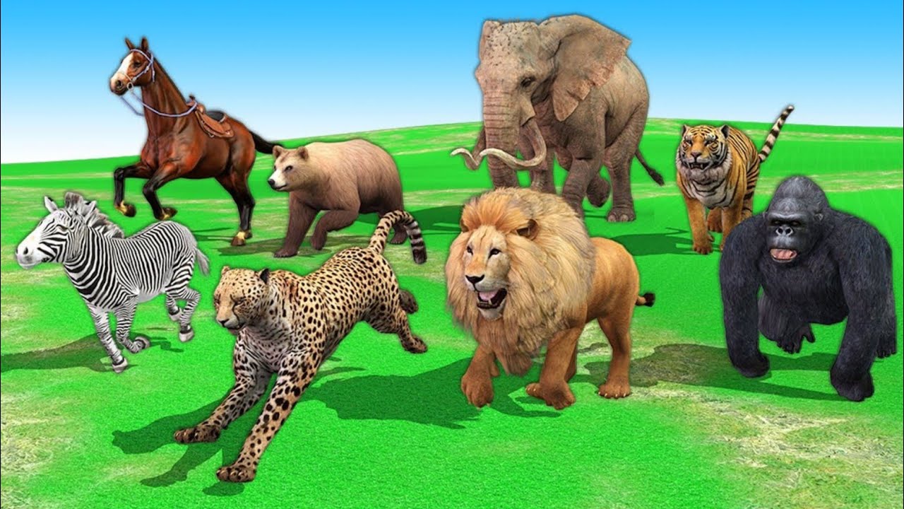 Animal race. Вилд Энималс. Wild animals for children. Animals Race. Wild animals Kids.