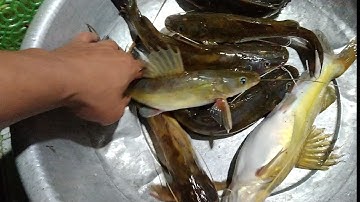 cái kết một ngày câu cá lăng suối thành công chúng con nước cá lăng ăn khỏi bàn😁😁😁😁