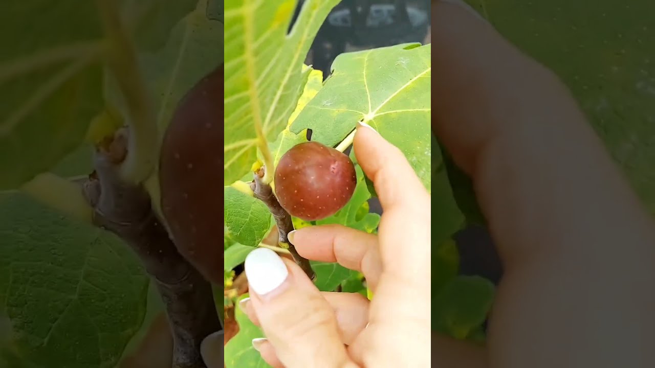My First Fig Of The Year