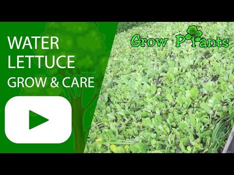 Water lettuce - grow, care & control water plant (Pistia )