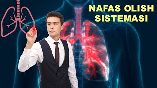 Nafas olish sistemasi anatomiya va fiziologiyasi