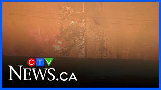 Fire destroys animal rehabilitation society