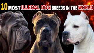 Top 10 Most Illegal Dog Breeds In The World