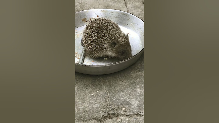 Мой домашний ёжик 😁😁