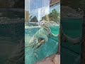 В отличие от большинства кошачьих, тигры обожают воду!🏊♂️🌊