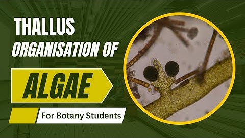 Thallus Organisation of Algae। thallus organisation in algae । algae bsc 1st year
