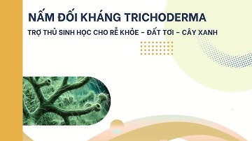 Trichoderma Có Tác Dụng Gì? Bí Quyết Ủ Phân & Đối Kháng Nấm Bệnh Dành Cho Nông Dân