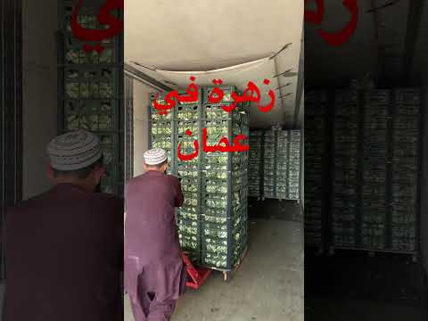 تفريغ زهرة في عمان میوه   الفواكه زهره عمان البحرين قطر