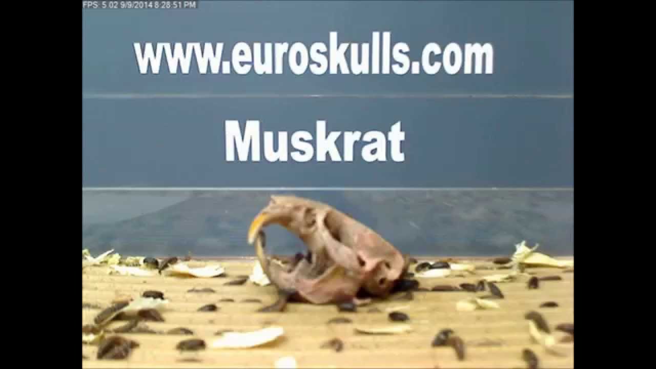 Dermestid Beetles Cleaning A Muskrat Skull Without Boiling YouTube dermestid-beetles-cleaning-a-muskrat-skull-without-boiling-youtube