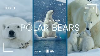 One Earth | Getting to know Polar Bears