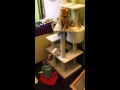 まゆおどり