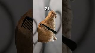 Ornage Cat Jumpscare Cat Ornage Office