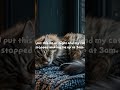 Your cat is not sleeping as well as they could be 😺 #catmusic #catsoftiktok