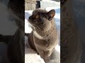 Ждете весну🌷? #Фединыбудни#юмор#котики#cat