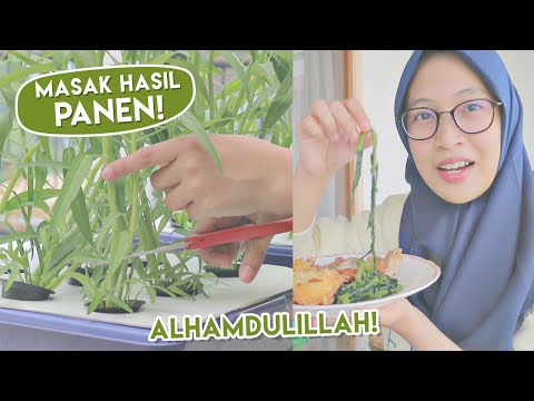 🌱 MASAK TUMIS KANGKUNG HIDROPONIK SEDERHANA