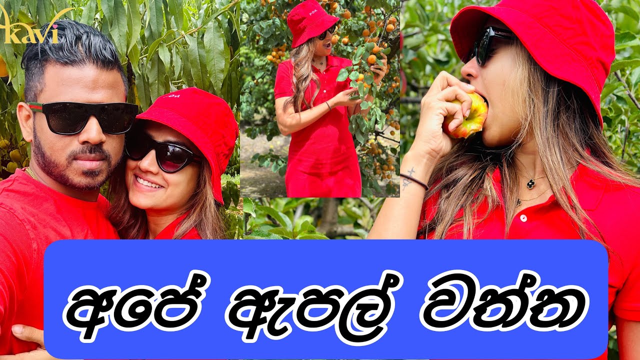 අපේ ඇපල් වත්ත.| එයා මාව ඇපල් කඩන්න එක්කන් ගියා.| ඇපල් විතරක් නෙමේ පලතුරු වර්ග 480 වවලා. Kavi vlogs💞