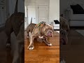 The Ultimate Prank! 🦎😂​When your tiny be#viral #FunnyAnimals​#PetHumor​#AnimalReaction​#DogLovers