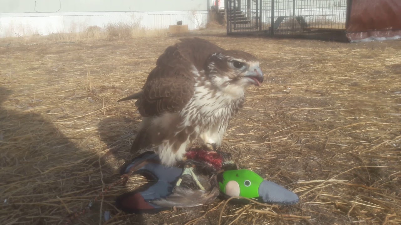 Prairie Falcon Lure Training