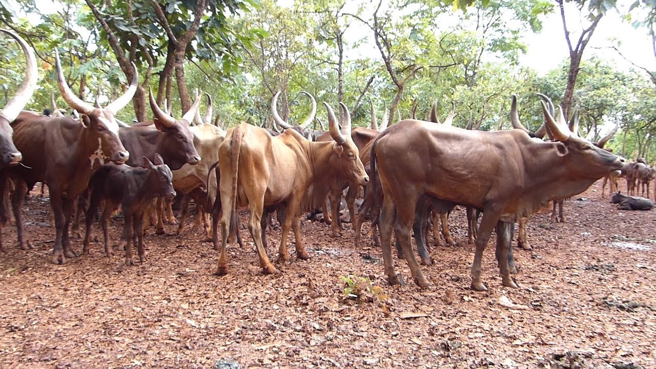 WAKULIMA NA WAFUGAJI WAKIZOMEANA MBELE YA DC 