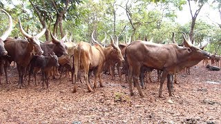 FARMERS AND HERDERS HECKLING EACH OTHER BEFORE THE DISTRICT COMMISSIONER: 'OUR CATTLE ARE KILLING'