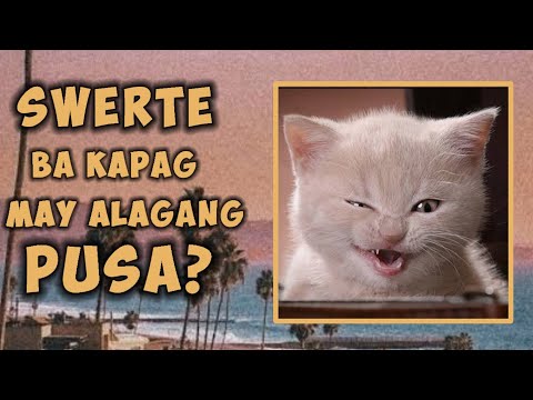 Video: Bakit Ang Mga Tao Ay Nagbibigay Ng Pusa?