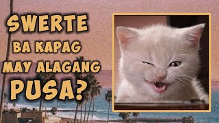 Pagaalaga ng Pusa ay Magbibigay sayo ng Swerte HETO ANG MGA DAHILAN