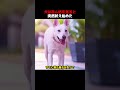 犬は赤ん坊を見ると、突然吠え始めた！