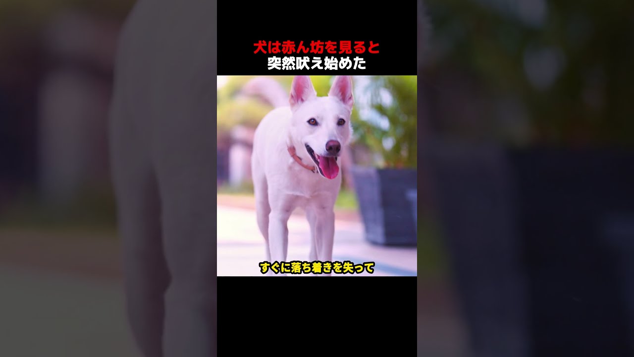 犬は赤ん坊を見ると、突然吠え始めた！