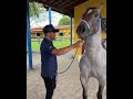 PAULINHO DE CUCA MOSTRA OS MELHORES ANIMAIS HARAS PFF