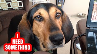 Why do dogs bark at night?