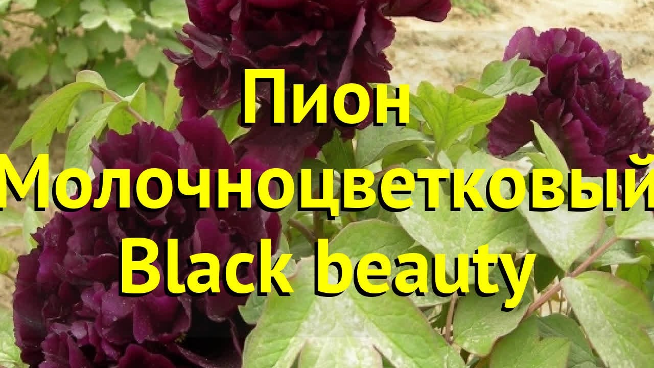 Пион молочноцветковый Блэк Бюти. Краткий обзор, описание paeonia lactiflora  Black beauty - YouTube