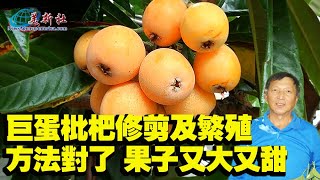 loquat pruning and grafting , in this method, will grow like crazy