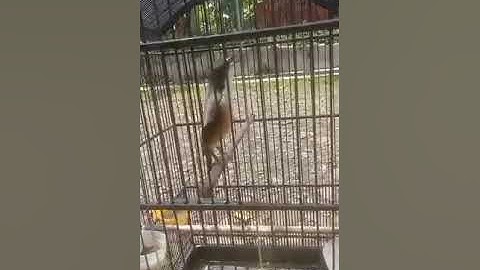larwo jemur pagi-pagi biar seger ga sakit bosque!