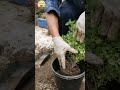 Repotting Marjoram 🌱 Easy Step by Step Guide #gardening