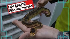 Ερπετά - Επιστροφή από έκθεση Hamm | Feeders Strs ep 39