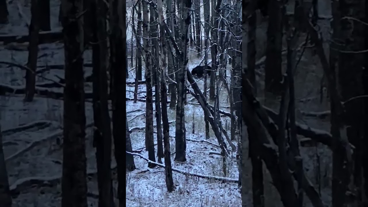 Grizzly Spotted Near Bozeman in Bear Canyon
