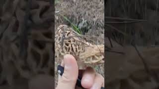 Kuzu Göbeği Mantarı Avı Hâlâ Çok Buluyoruz