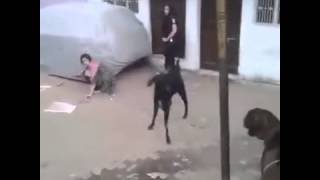 Bakra attack on girl... 😆😆😆