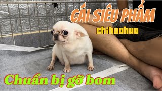 Siêu phẩm Chihuahua cái đang bầu | Độc nhất Việt Nam | Mời cả nhà cùng xem