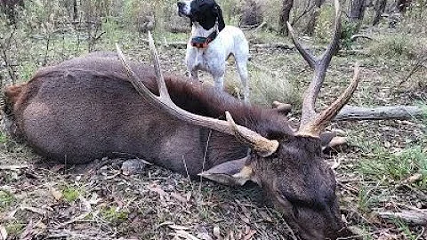 Hunting Sambar Deer with my English Pointer
