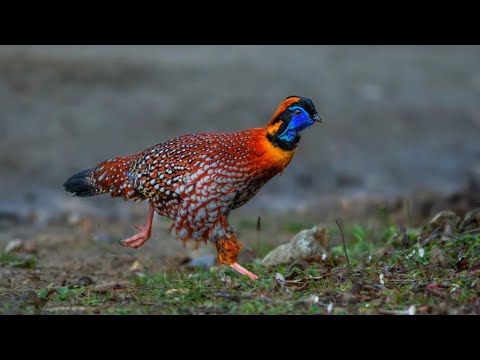 Canto do tragopan chinês | Pássaros Org