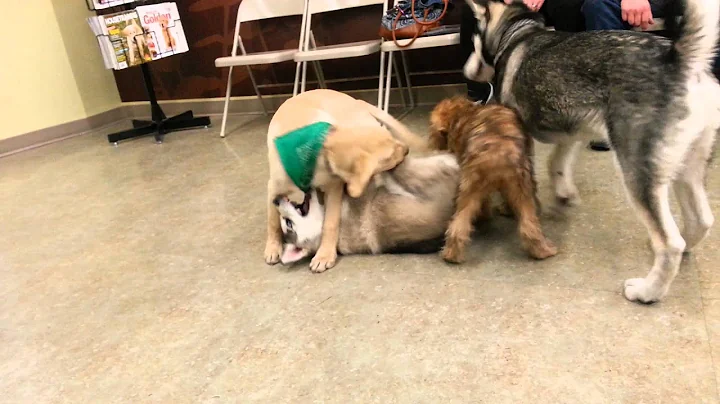 Murphy at puppy play time at Petco