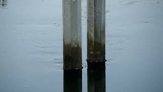 Vortex shedding in the wake of bridge pier